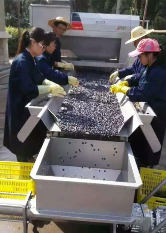 process of screening grapes 