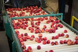 production of pomegranate juice 